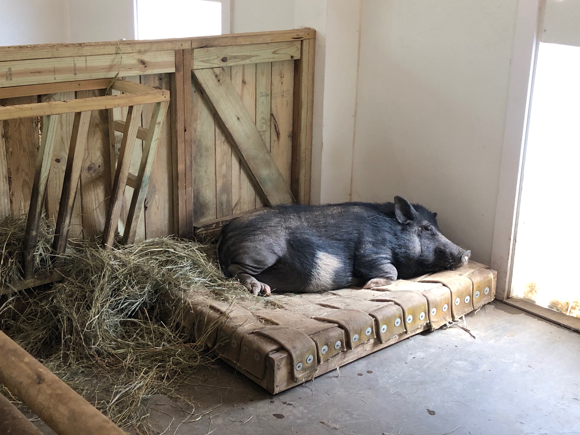 hog in SIP zoo barn