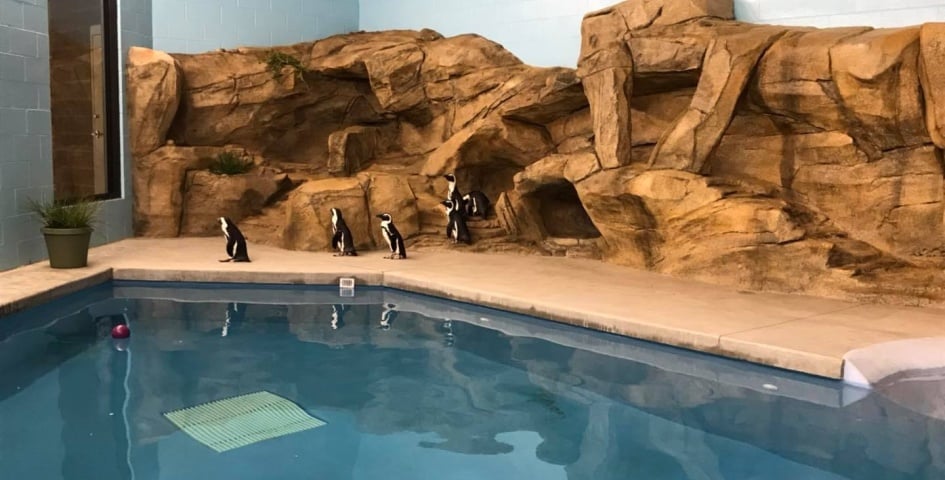 Dakota Zoo SIP Penguin Exhibit